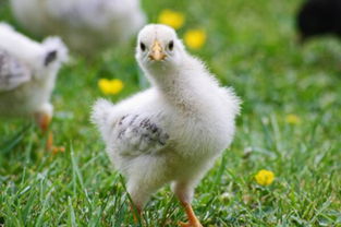 家禽小鸡的孵化、性别分辨、喂养要点及养殖技术