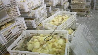 猪场发生非洲猪瘟，改养家禽绝不能盲目跟风——家禽孵化与养殖转型的理性思考