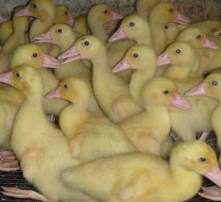 高清晰图片捕捉 家禽孵化的神奇之旅