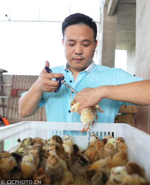 湖南衡阳 返乡创业孵化致富苗，家禽养殖展新篇