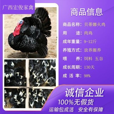 家禽市场价格与孵化周期分析