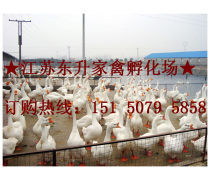 家禽孵化 从选蛋到破壳的科技与匠心