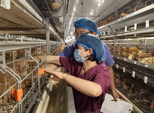 科技巾帼勇担当，家禽种业谱新篇——记安徽省三八红旗手标兵陈兴勇