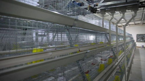 小鸡蛋撬动大产业 巴里坤县家禽孵化养殖场的脱贫之路