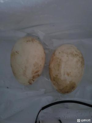 狮头鹅蛋孵化全攻略 从选蛋到出雏的实用指南