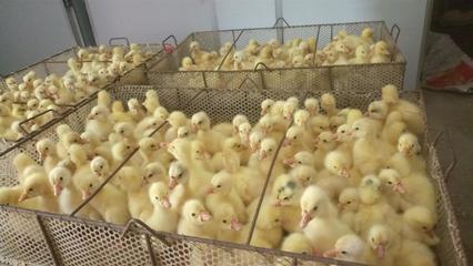 南阳家禽孵化产业 以鸡苗孵化厂为核心的专业化发展