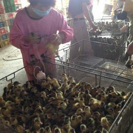 广西龙发家禽孵化 深耕西乡塘，专注优质鸭苗孵化