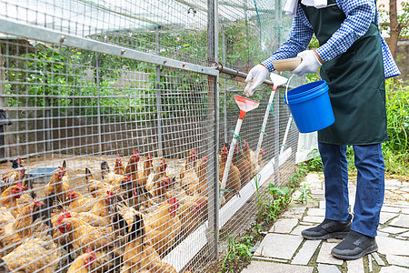 养鸡场小鸡孵化 家禽孵化的关键技术与实践