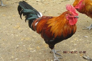 探秘云南优质鸡苗孵化 科技赋能家禽产业高质量发展