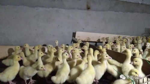 家禽育雏养殖新突破 巧用科学方法，轻松告别氨气困扰